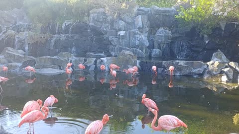 Flamingo footage at the zoo