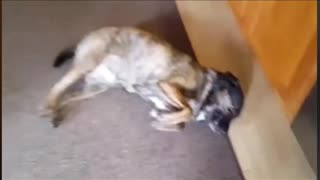 Very irritated dog doing tricks for treats-- epic facial expressions 5