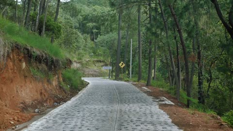 Walking a path that crosses a dense forest