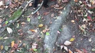 Dog wrestles with turtle