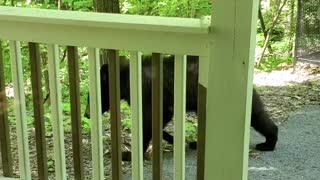 Visiting Black Bear Makes Itself at Home