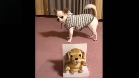 Cute&funny pet videos