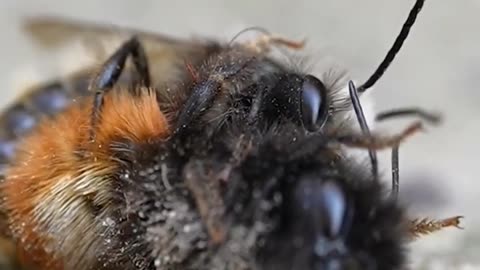 #honeybee #video #goneviral #viralstuff #shortsviral #fact #viral #viralvideos