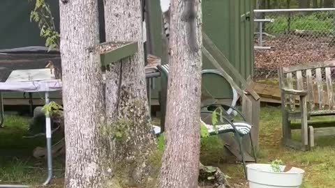 Cat and Squirrel Have Standoff in a Tree