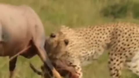 Cheetah hunting video | part 2 | animal hunting