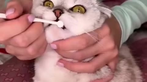 How to brush your cat's teeth ASMR