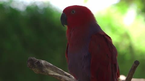 The red steel parrot is very rare, so beautiful