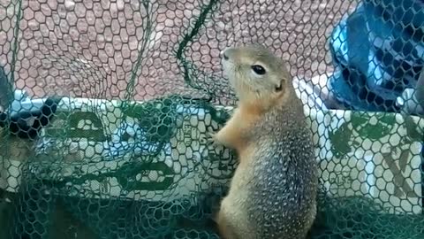 Gopher caught in the net while fishing.