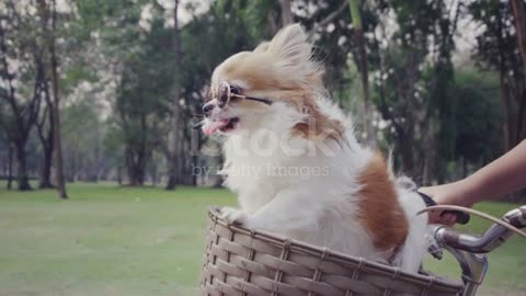 Chihuahua dog happy with sunglasses on bicycle basket stock