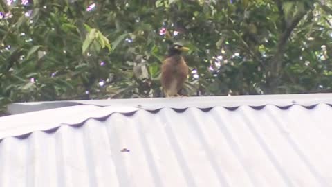 One Myna bird resting video and cute animal video - pet video,best animal video.