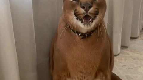 Angry caracal adorably flops his ears