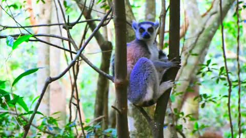 amazon rainforest animals and Lemur Animals sounds[ Noyon Creation ]
