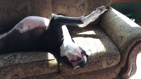 Katie the Great Dane says "Ahhh"