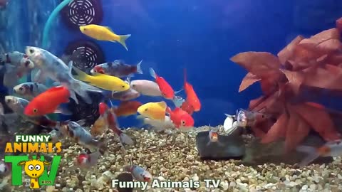 Aquarium with colorful fishes - Fun Animals Tv Kids