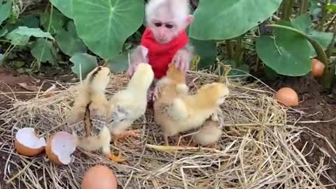 The chicks think Bibi Monkey is their mom 😍😘😍