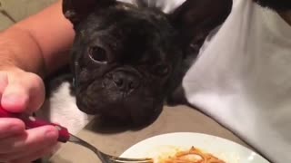 Doggo Doesn't Like His New Diet