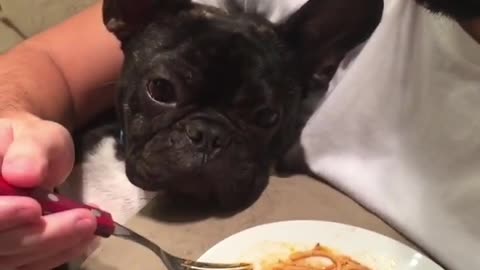 Doggo Doesn't Like His New Diet