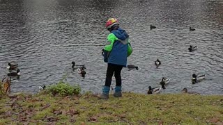 Cute animals,Playing with the wild ducks,love animals.