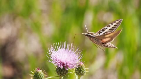 Moth Feeding on a Cactus Flower