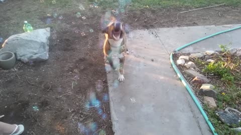 Dog goes absolutely nuts for bubble machine