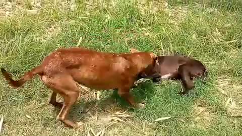 Dog entertainment funny video fighting