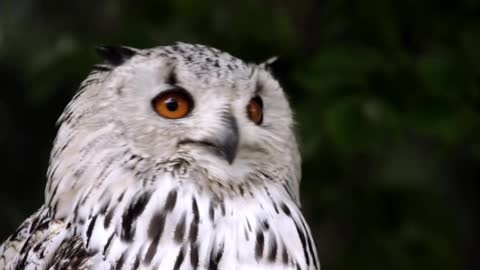 Beautiful owl