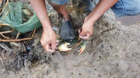 Mud Crab Catching at Mangroves Tree