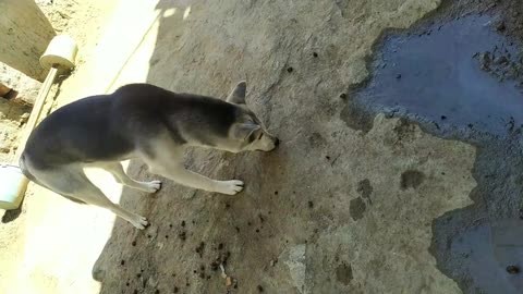 Dog taking a shower with your sister