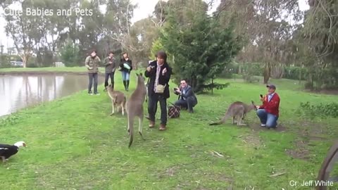 Funny Different Animals Chasing and Scaring People