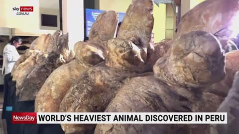 Peruvian scientists uncover fossils of largest known animal