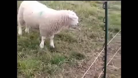 Animals Getting Shocked with Funny Sound Effects!.mp4