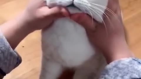 Most satisfied funyy cat video😘🤣🤣😸🙀