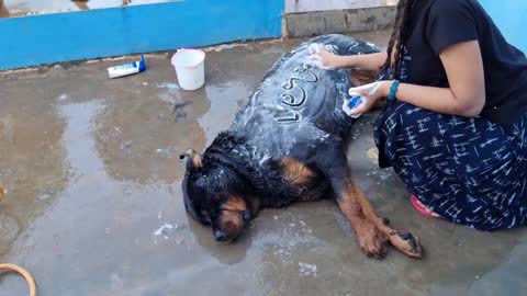 aaru help jerry to take bath__ newborn baby playing with dog