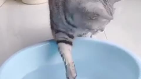 Funny cat video | Funny cat