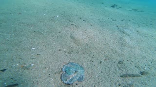 Octopus Showing its Camouflage Skill