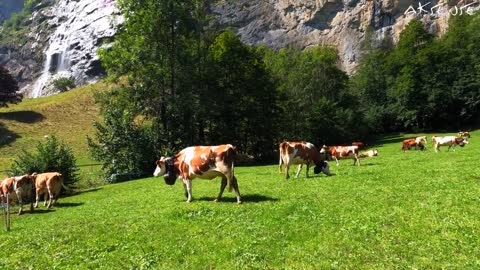 LAUTERBRUNNEN Village and Valley _ Paradisiacal Switzerland _ 4K UHD 60fps Video