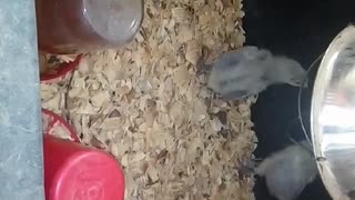 Chicks in a brooder Part 38