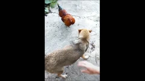 Dog Doesn't Seems Likes The Chicken