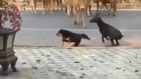 The dog was paralyzed by fear