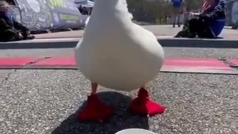 Duck runs in a marathon and gets medal