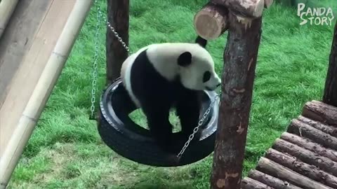 Panda funny video