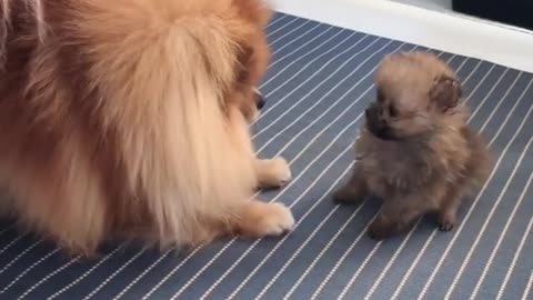 Pomeranian teaches her puppy how to play