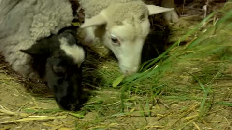 Close up sheeps eating green grass at farm. Three labs eating hay at stable. Feeding animals at farm