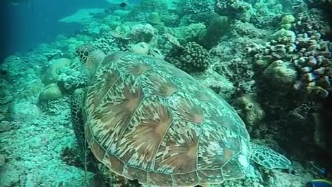 Green Turtle - Maldives