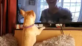 Bulldog watches other dogs on TV
