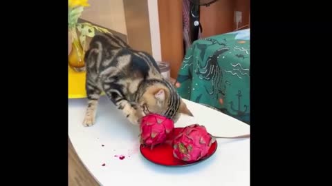 Best funny videos of cats