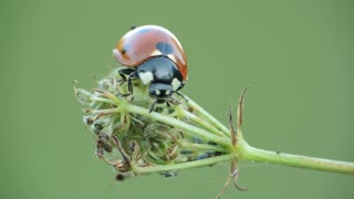 Lady Bug #Macro