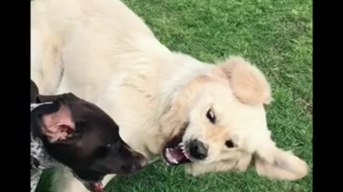 Funny dogs video