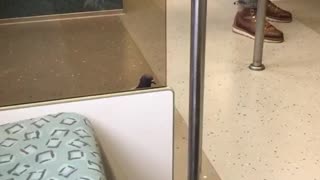 Pigeon Rides the Train