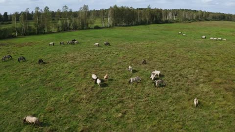 A herd of wild horses tarpan on the field